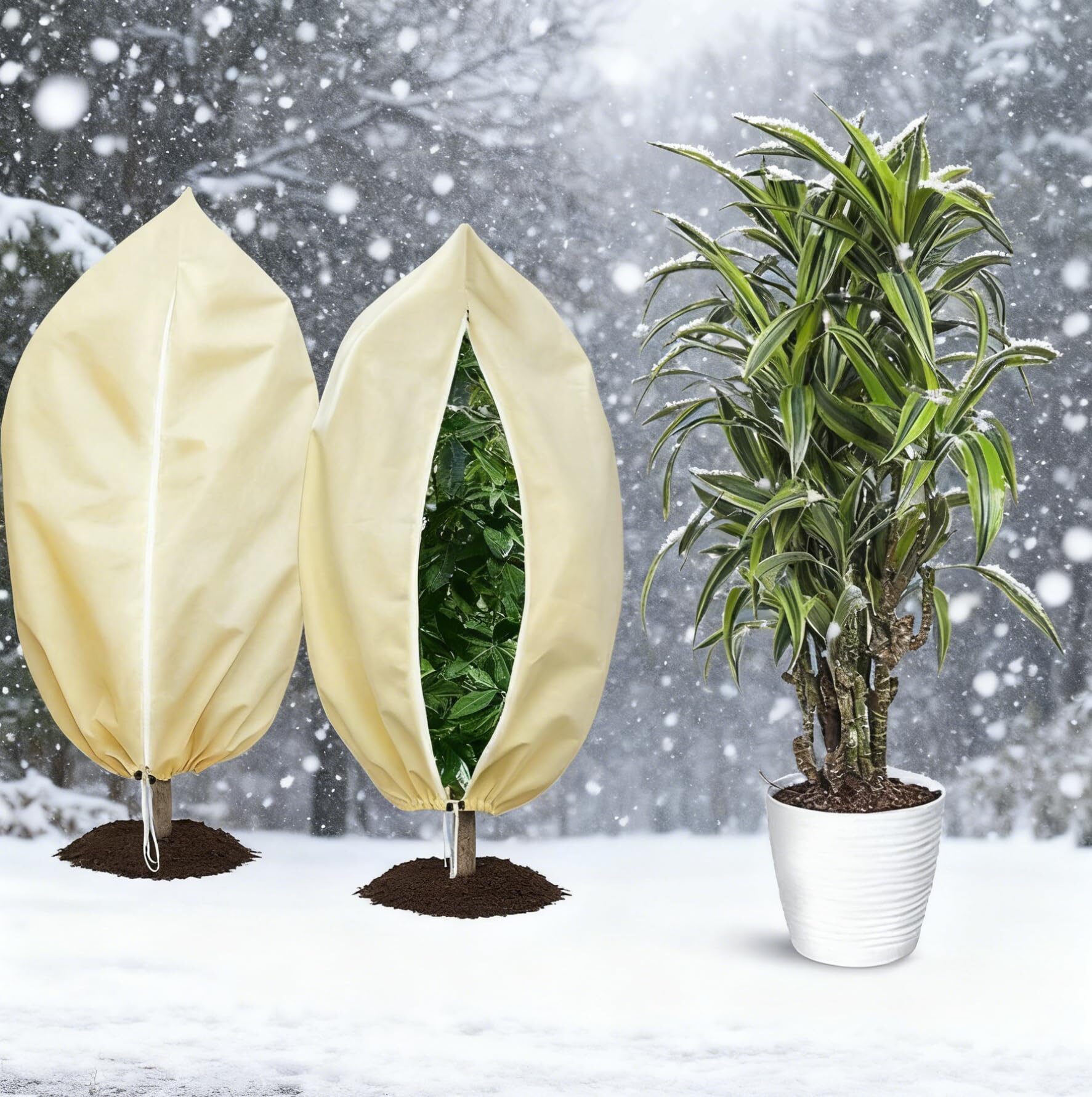kumquat potted frost cloth wrap