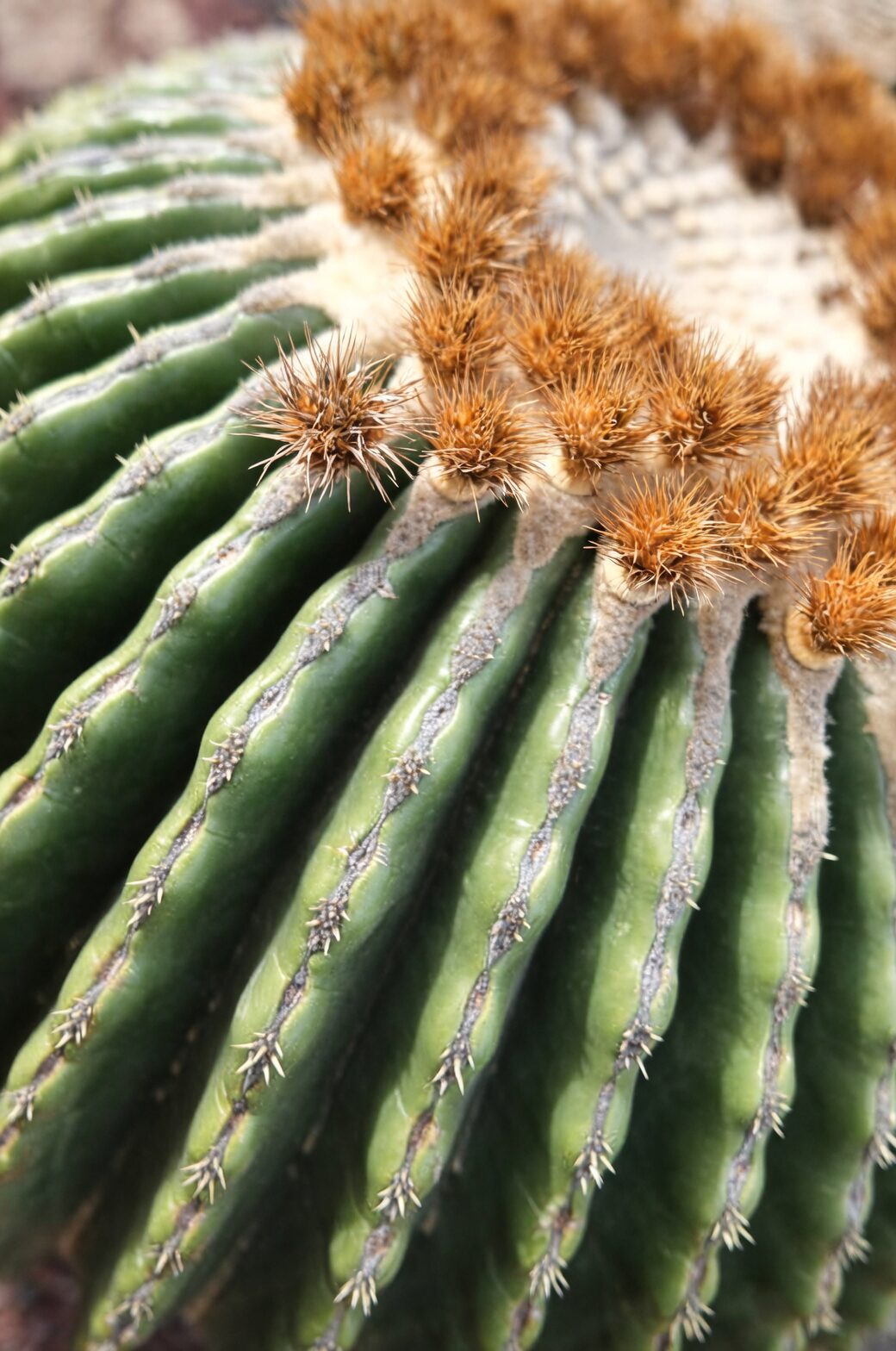 golden barrel cactus ribs close-up