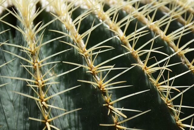 hand wiping painted golden barrel cactus