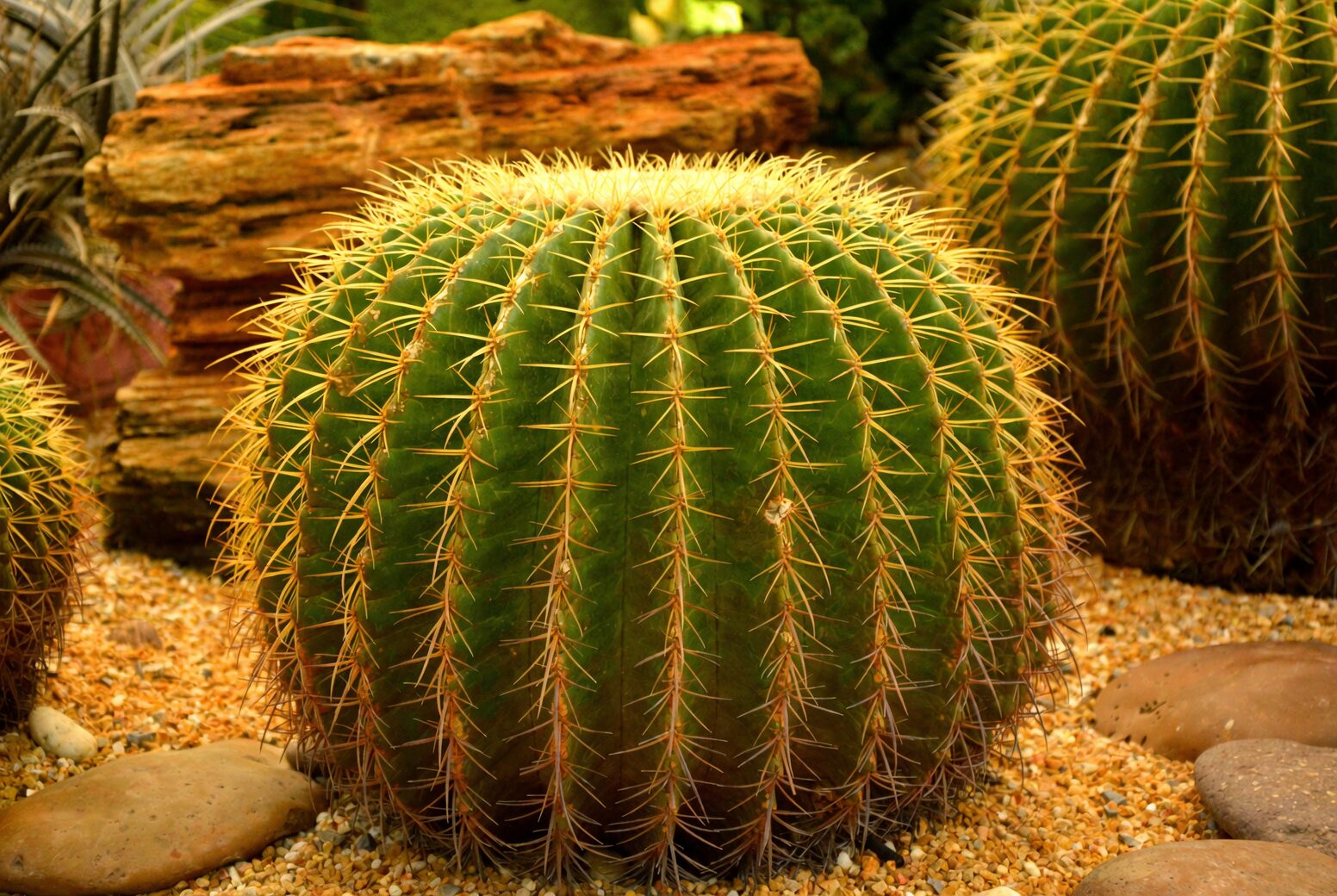golden barrel cactus repotting gloves