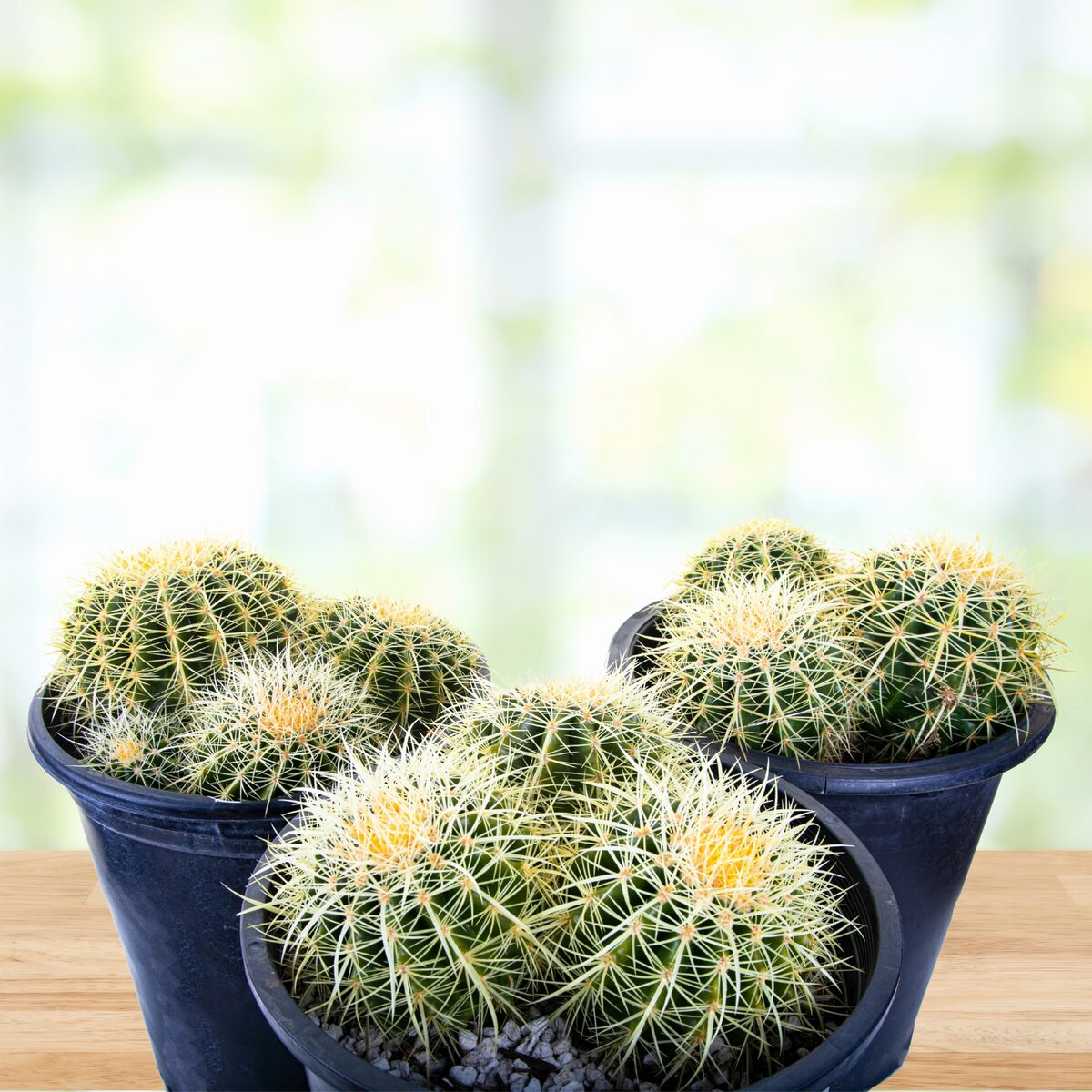 golden barrel cactus entryway table