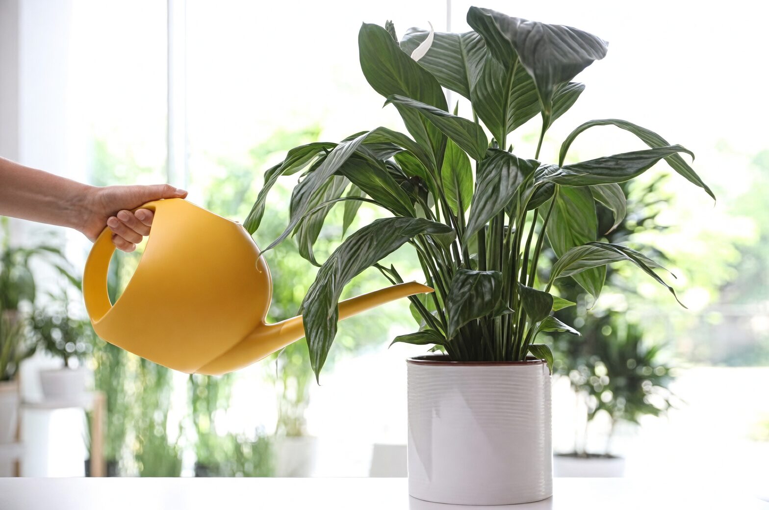 anthurium watering can drainage saucer