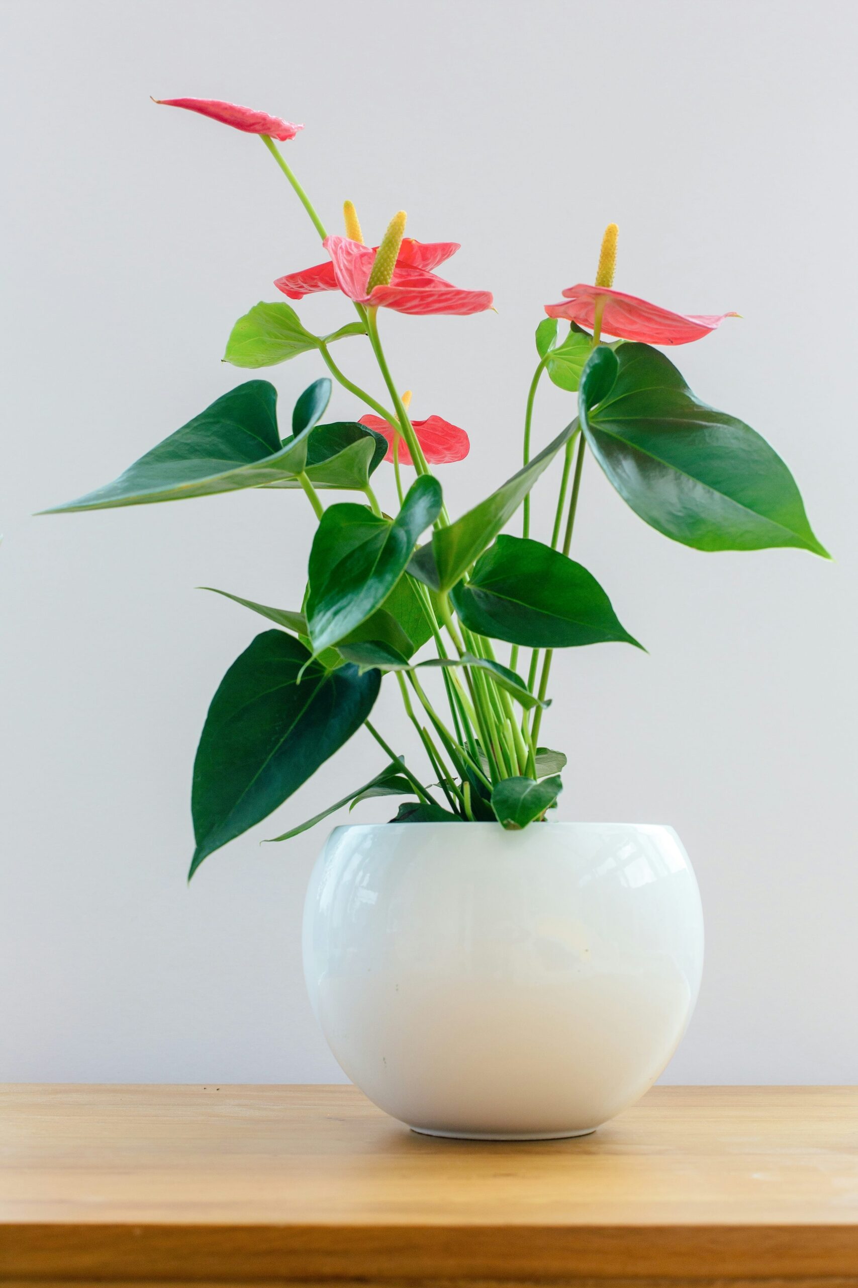 anthurium pebble tray humidity