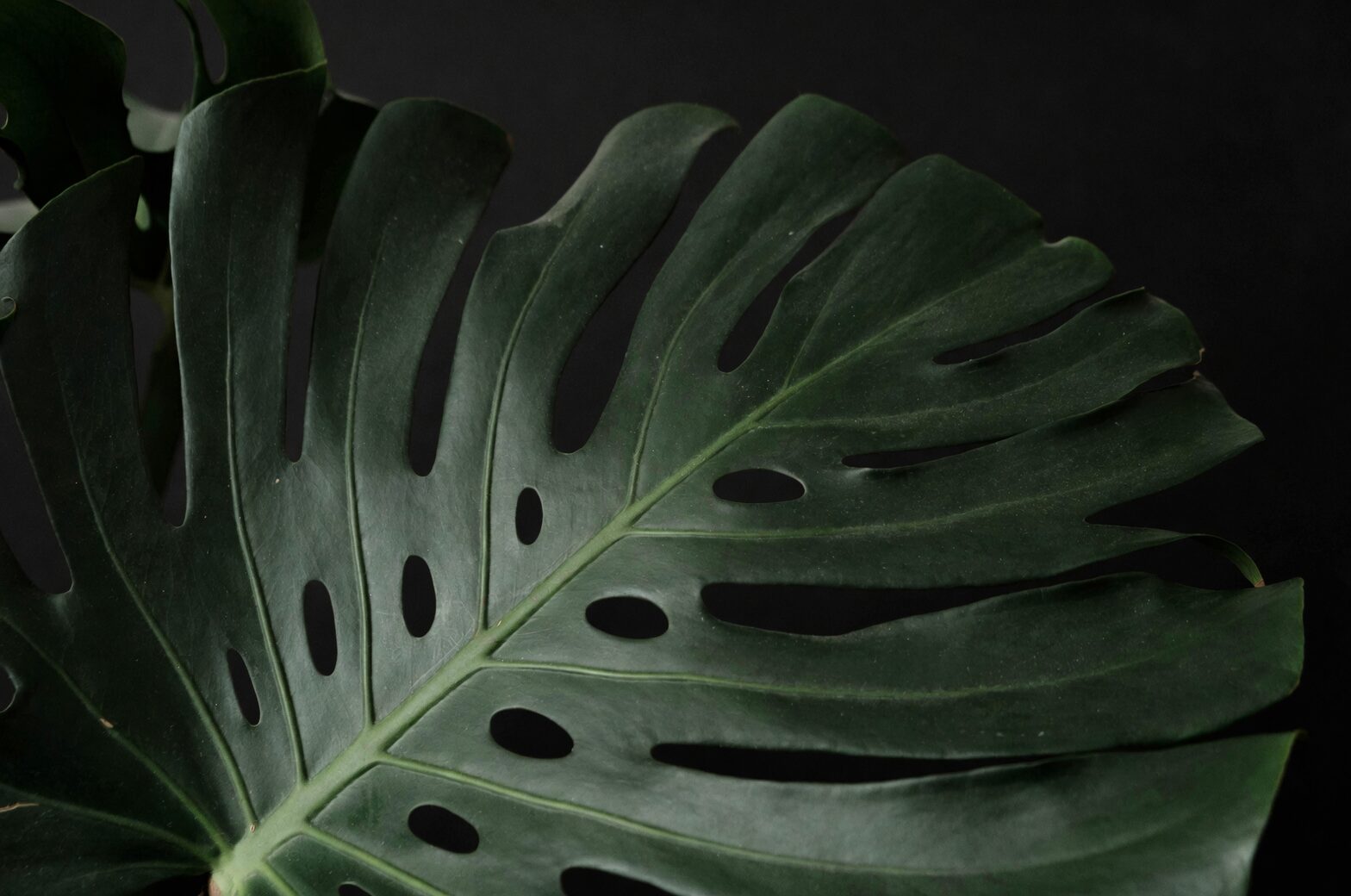 anthurium leaf tip browning close up