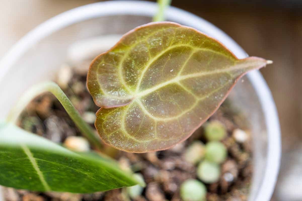 anthurium anthracnose leaf spots close up