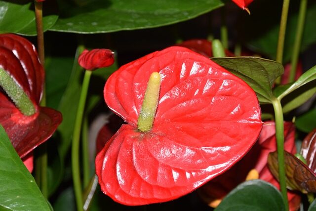 anthurium aerial roots moss pot