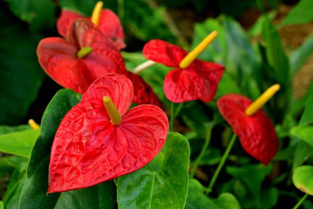 anthurium spathe colors close-up