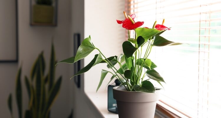 anthurium bathroom windowsill