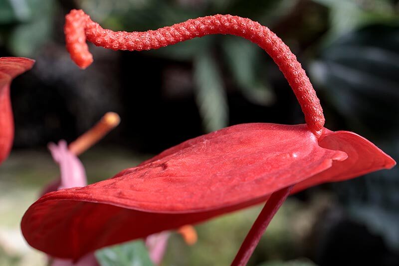 anthurium spadix macro close-up