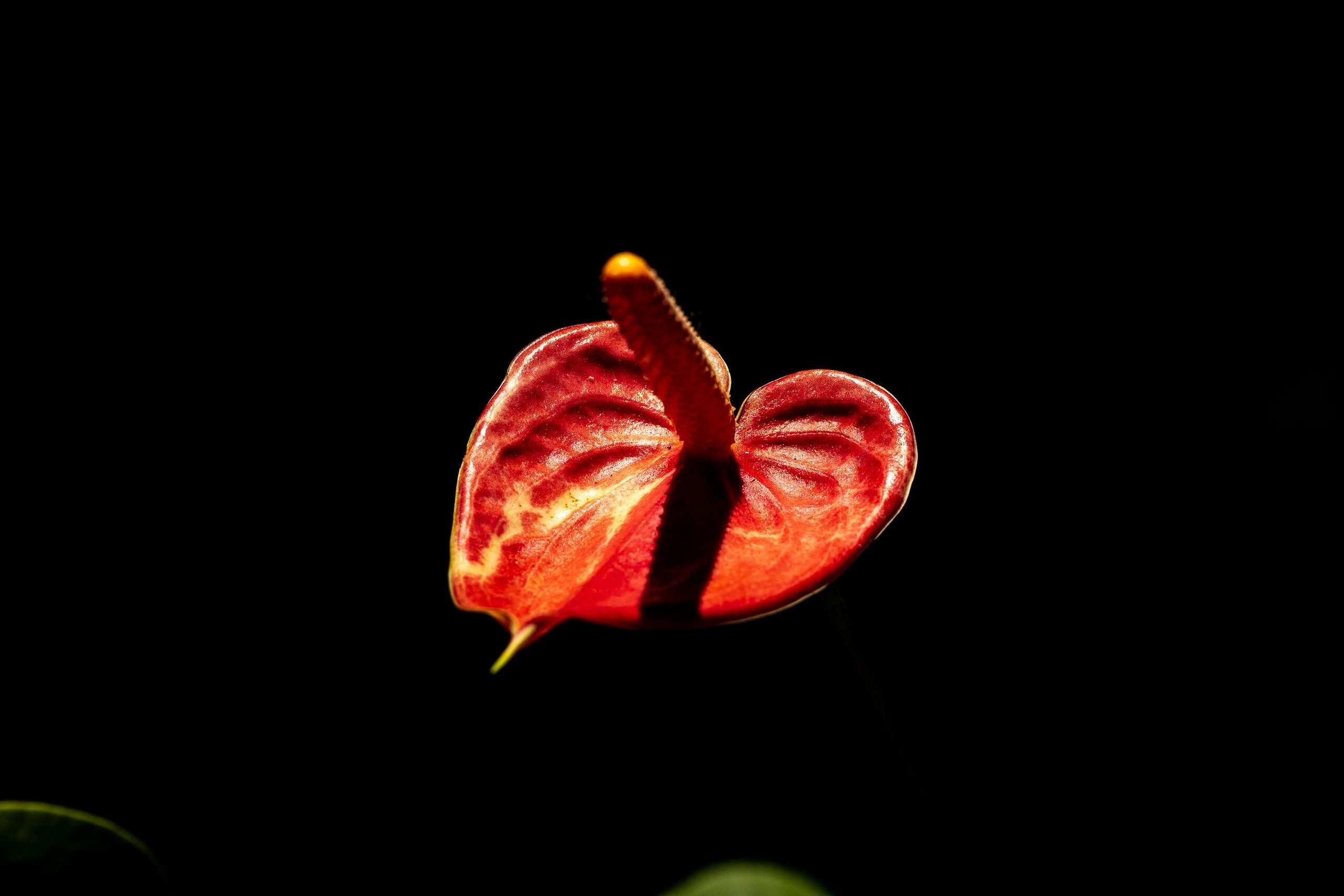 anthurium backlight close-up