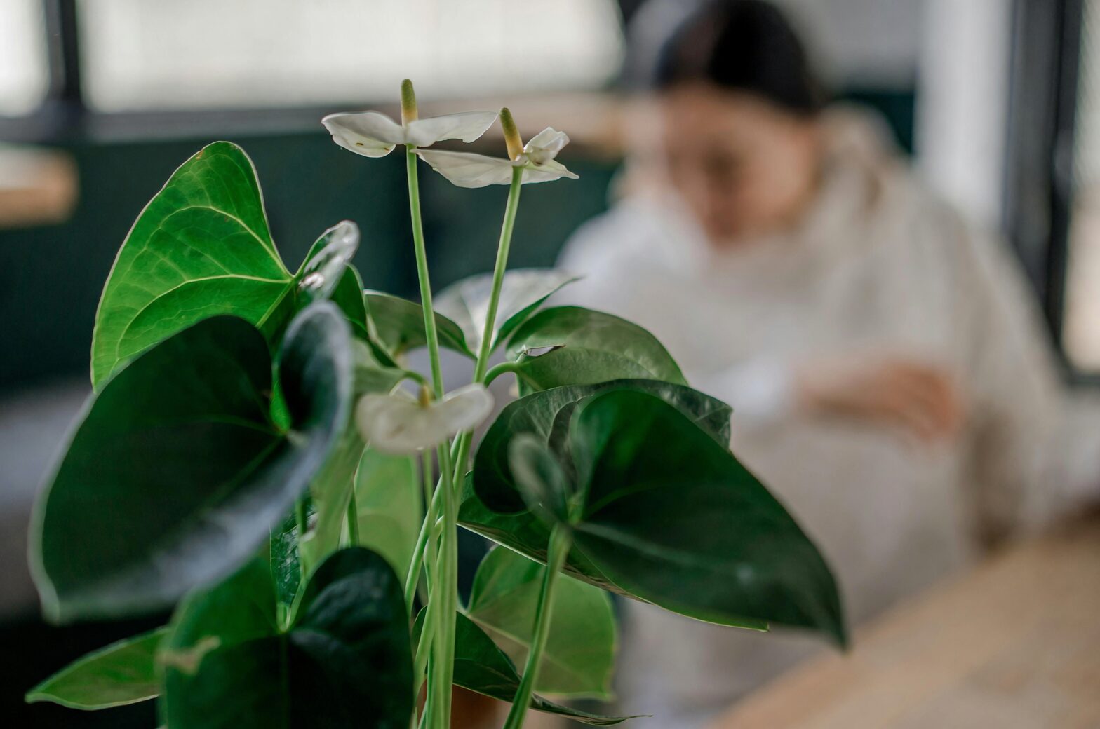 anthurium on windowsill bright light