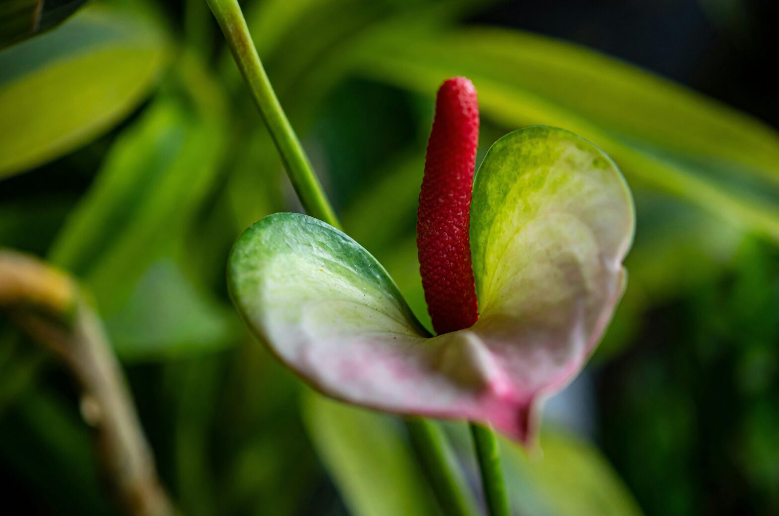 anthurium spadix spathe close-up