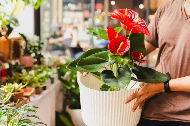 anthurium watering indoor pot hands