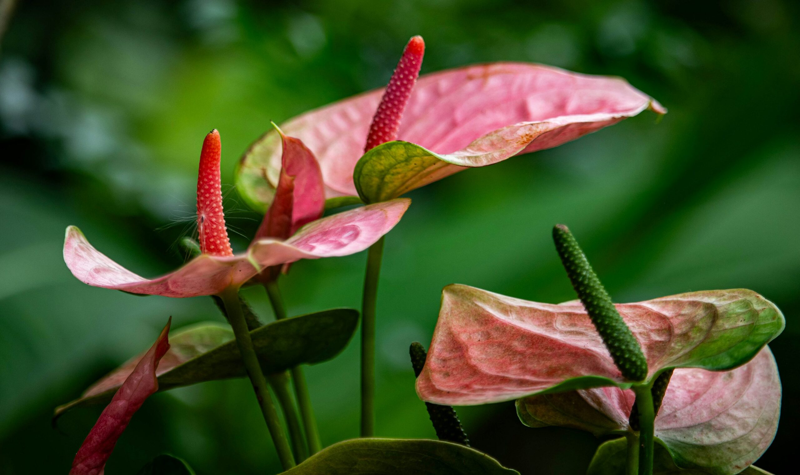 anthurium aerial roots node close-up