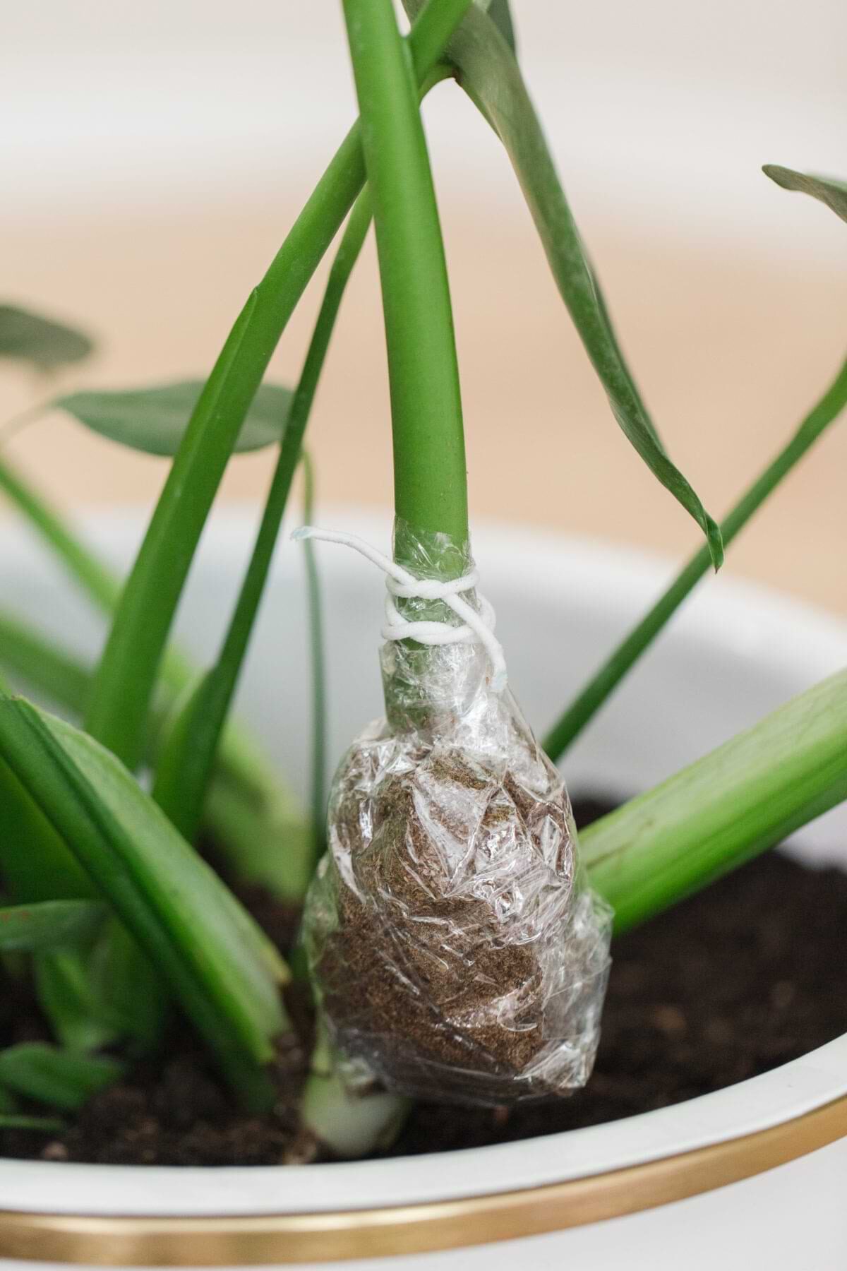 anthurium moss wrap air layering