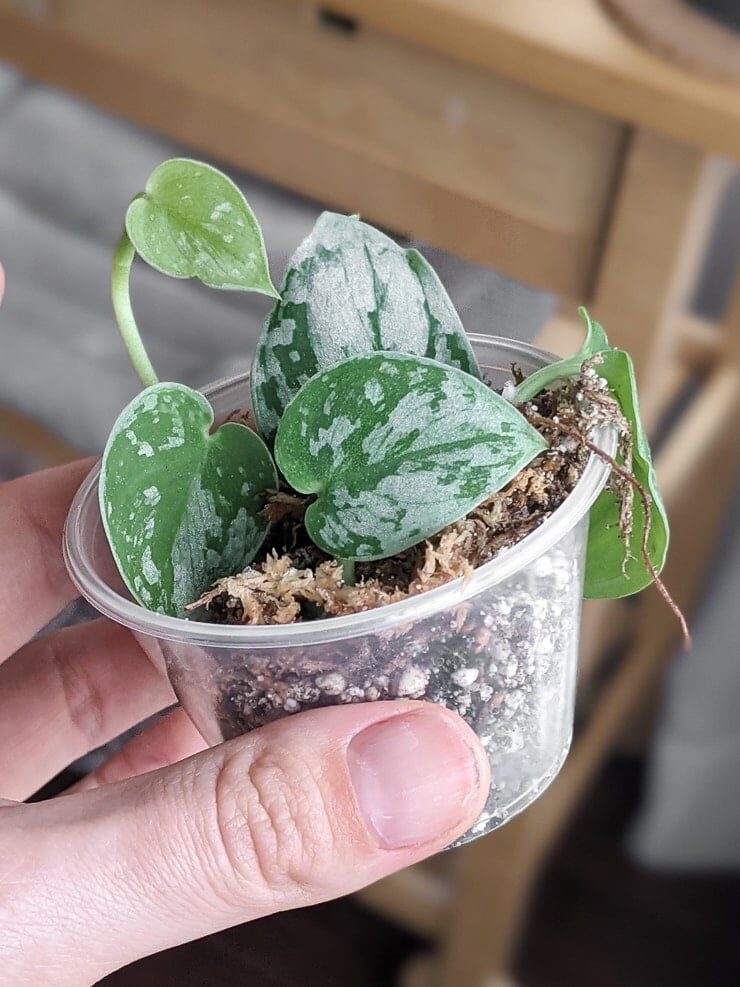 anthurium sphagnum cup propagation