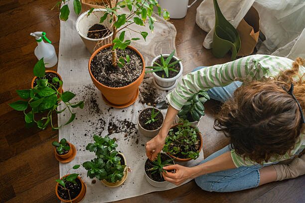 anthurium repotting airy mix hands