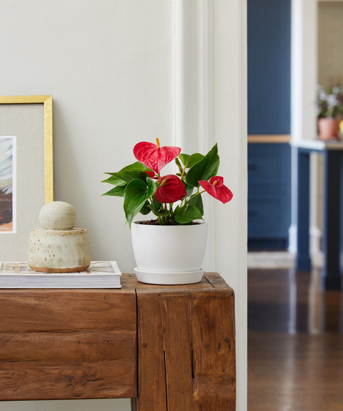 dark red anthurium reading nook
