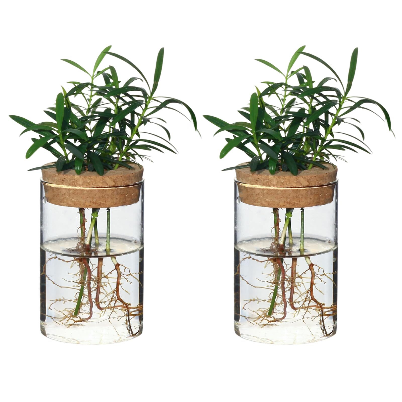 玻璃瓶里的热带小火炬：花烛水培零失败SOP与常见坑