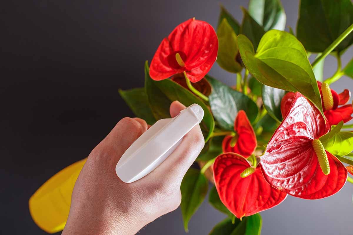 anthurium half immersion water level