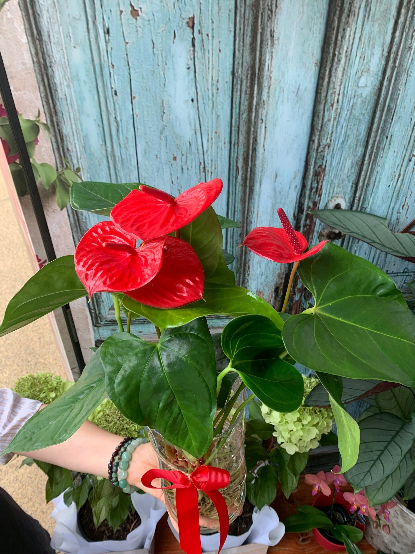 anthurium algae on glass vase