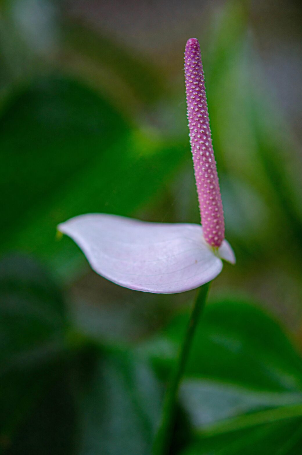 anthurium mature spadix close up