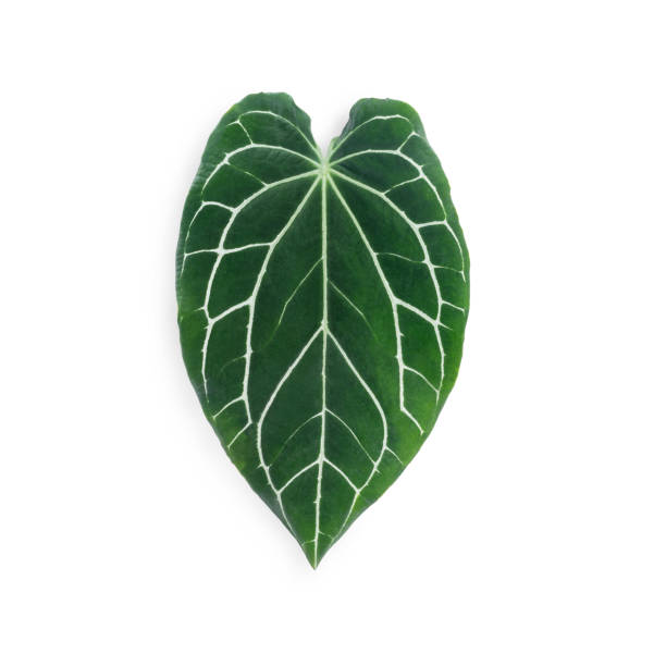 anthurium stem angled cut