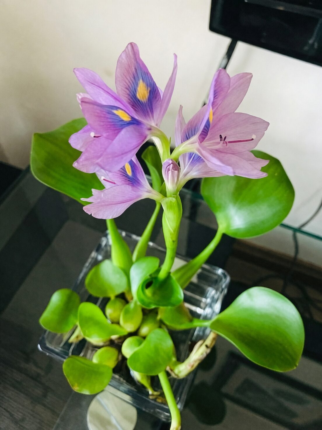 anthurium vase shallow water
