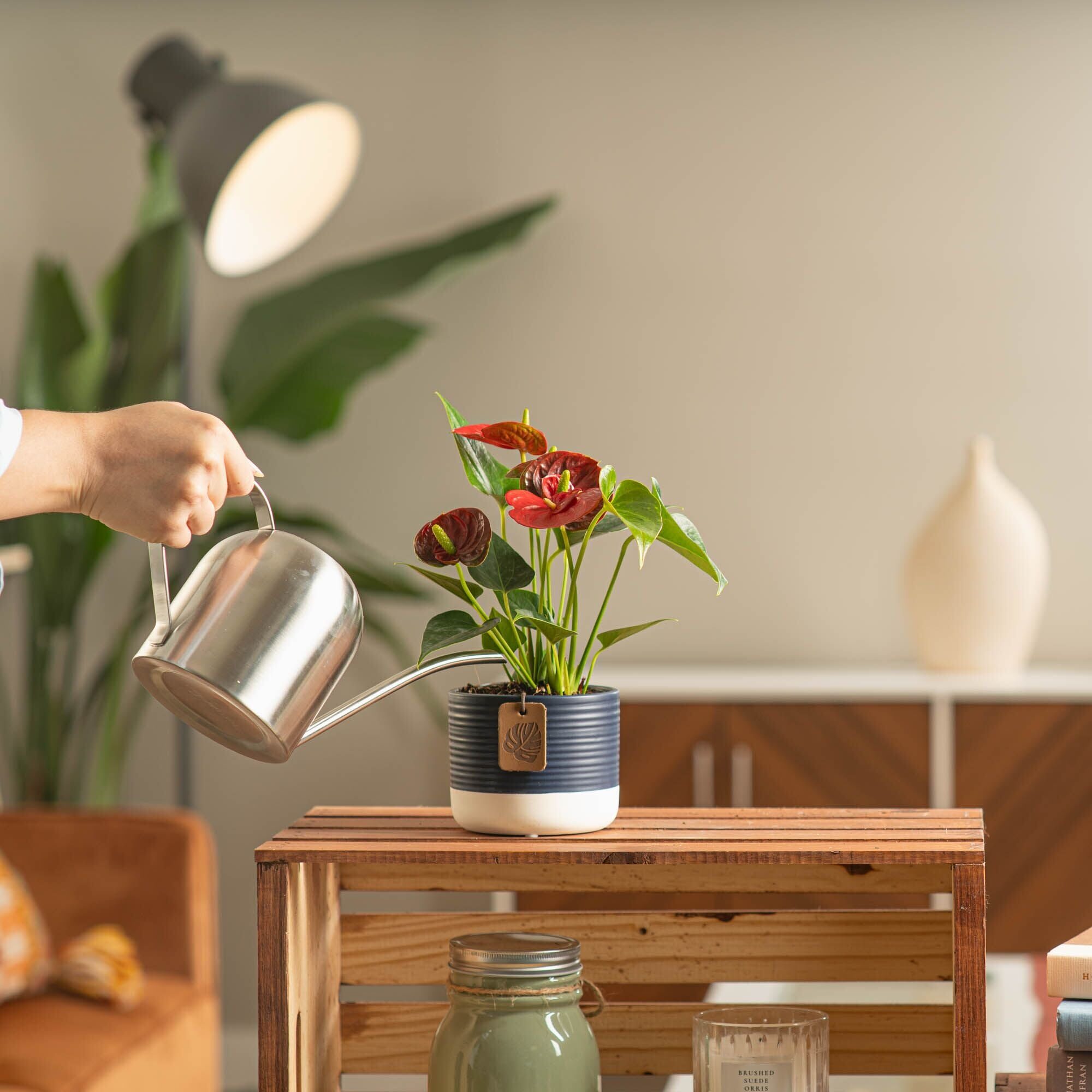 anthurium watering can indoor