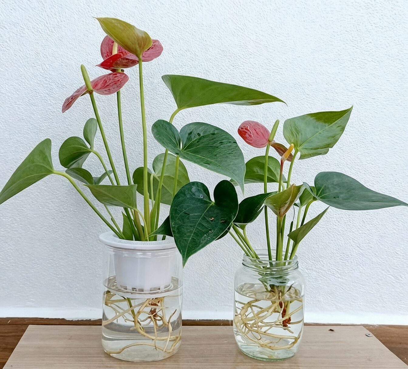 anthurium hydroponic glass jar roots