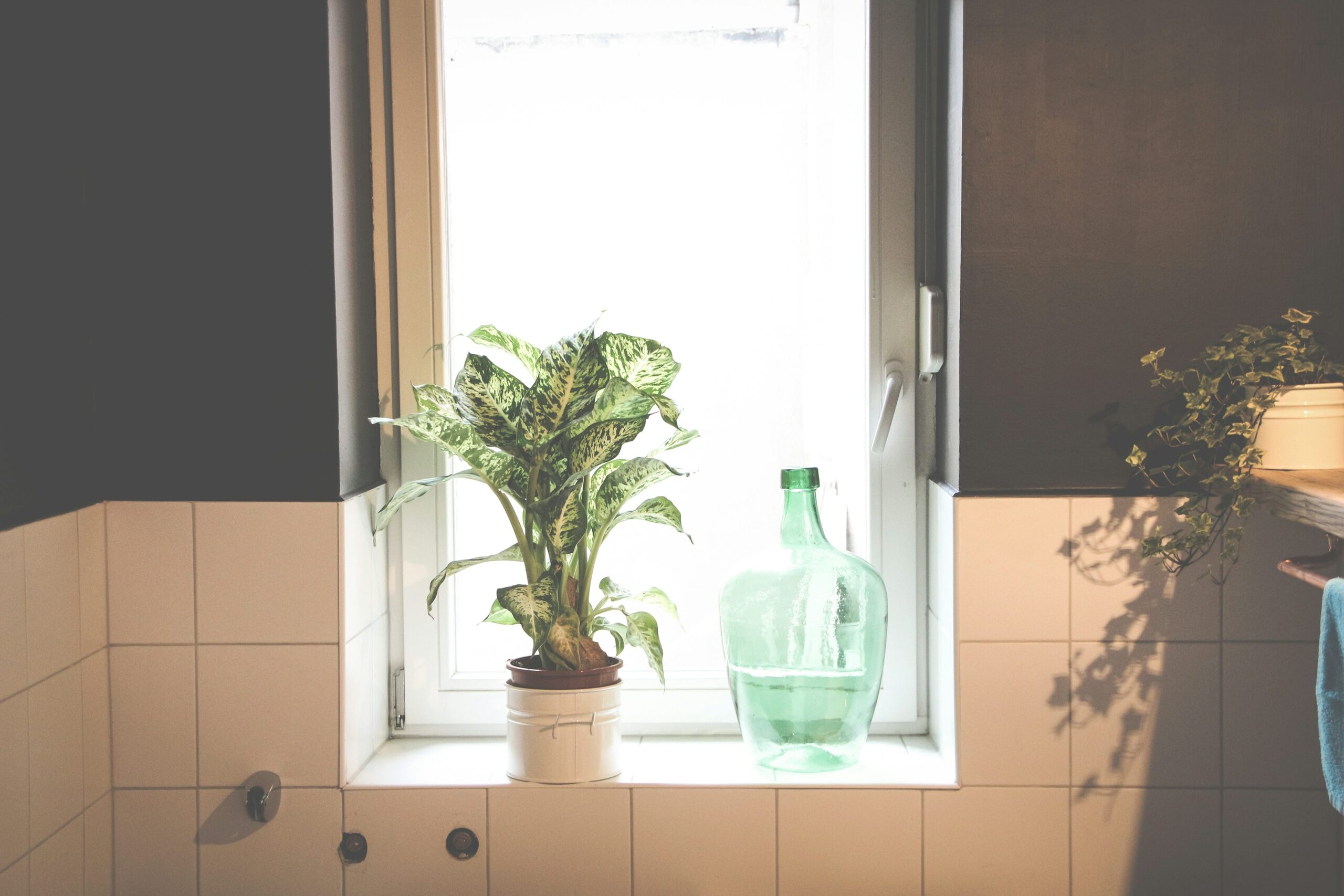 anthurium bathroom window calathea fern