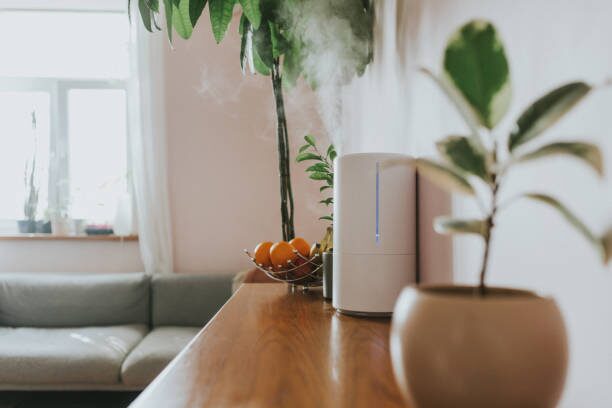anthurium pebble tray humidifier setup