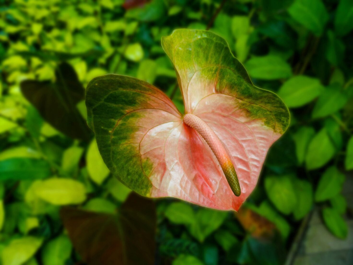 anthurium leaf sap close-up