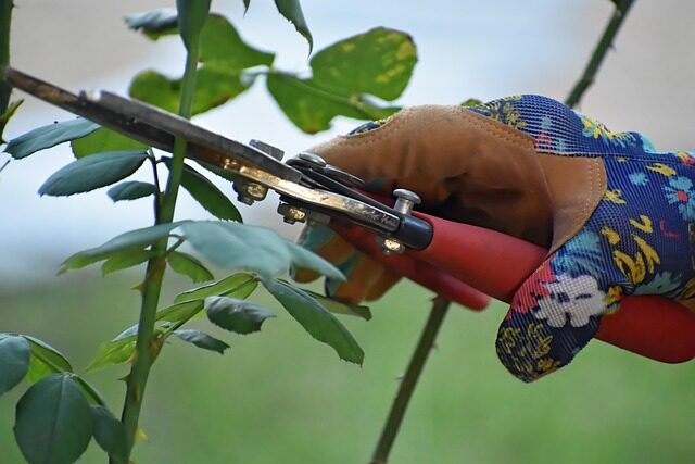 anthurium pruning gloves