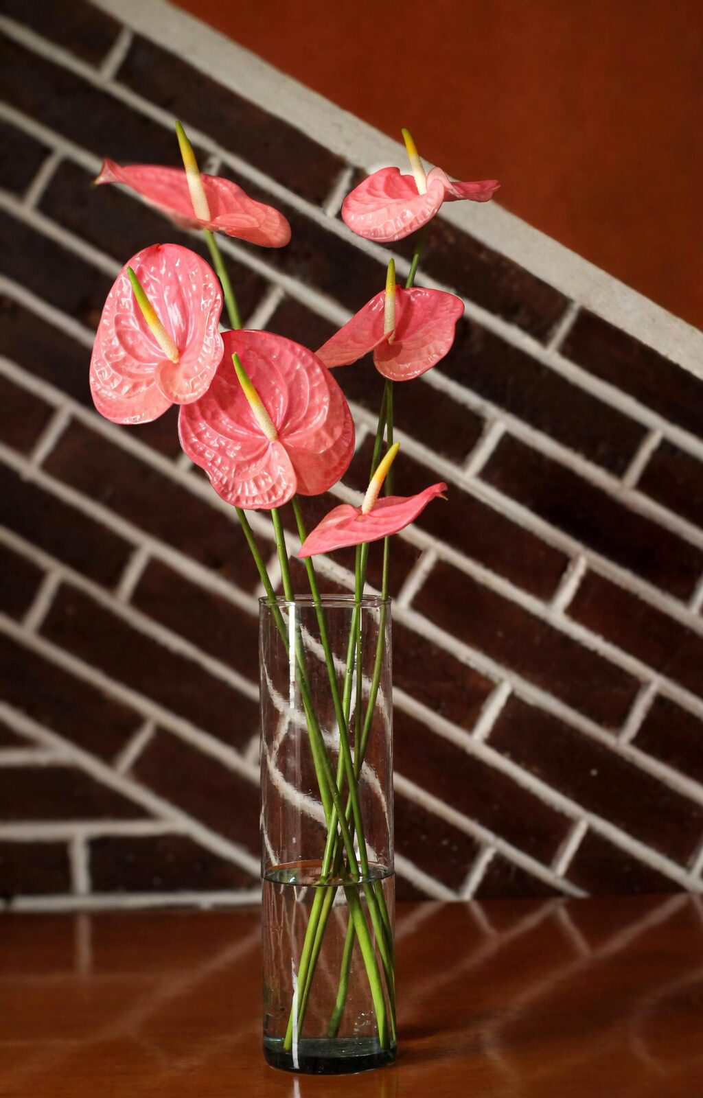 anthurium pebble tray windowsill