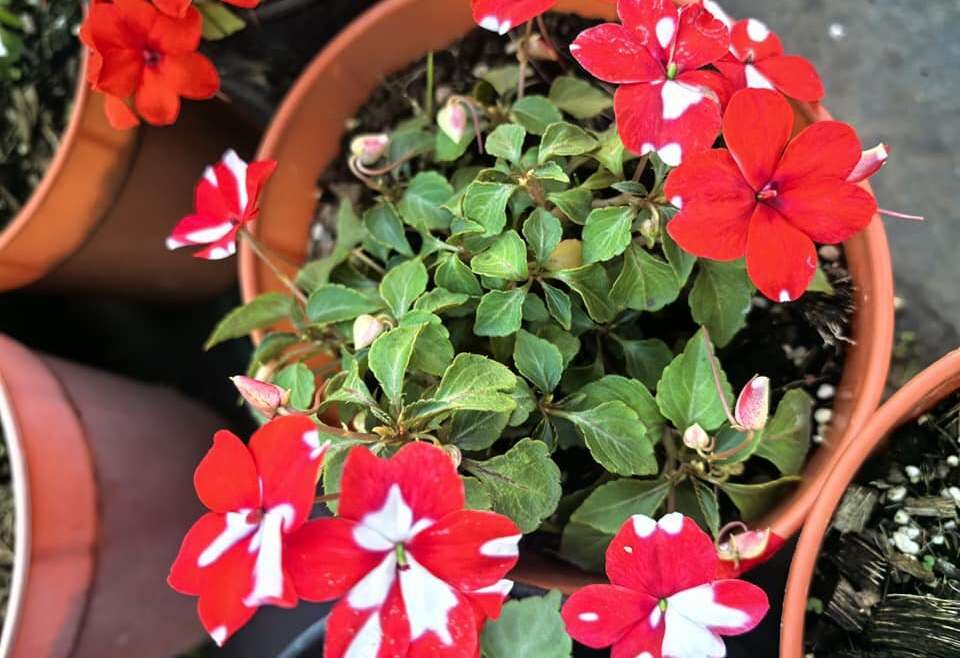 impatiens watering pot edge