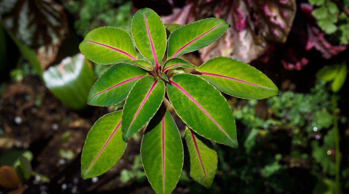 impatiens leaf spot close-up