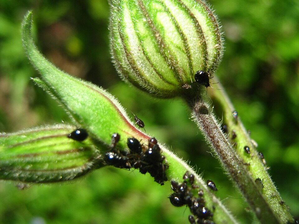 impatiens aphids on buds