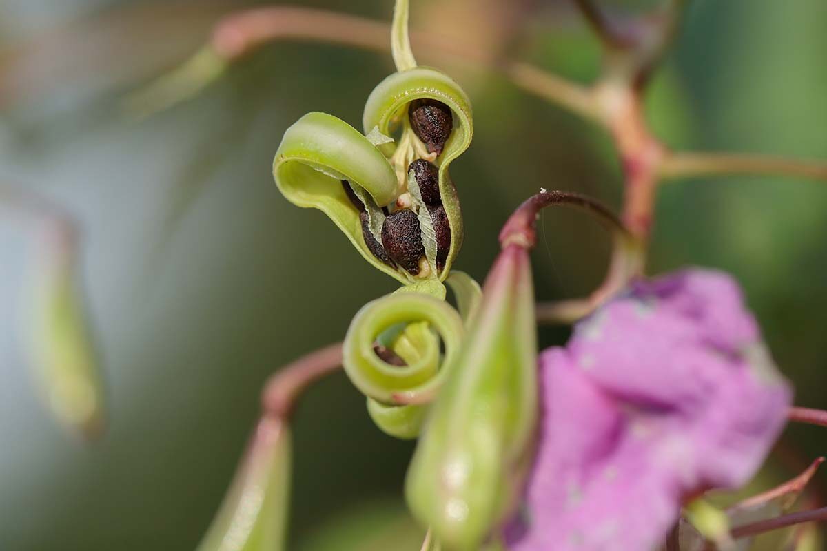 impatiens walleriana seed pod exploding macro