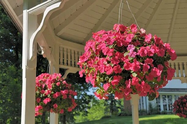 impatiens walleriana hanging basket balcony
