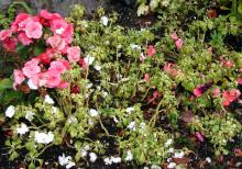 impatiens walleriana watering pot edge