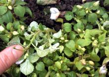 impatiens walleriana downy mildew leaves