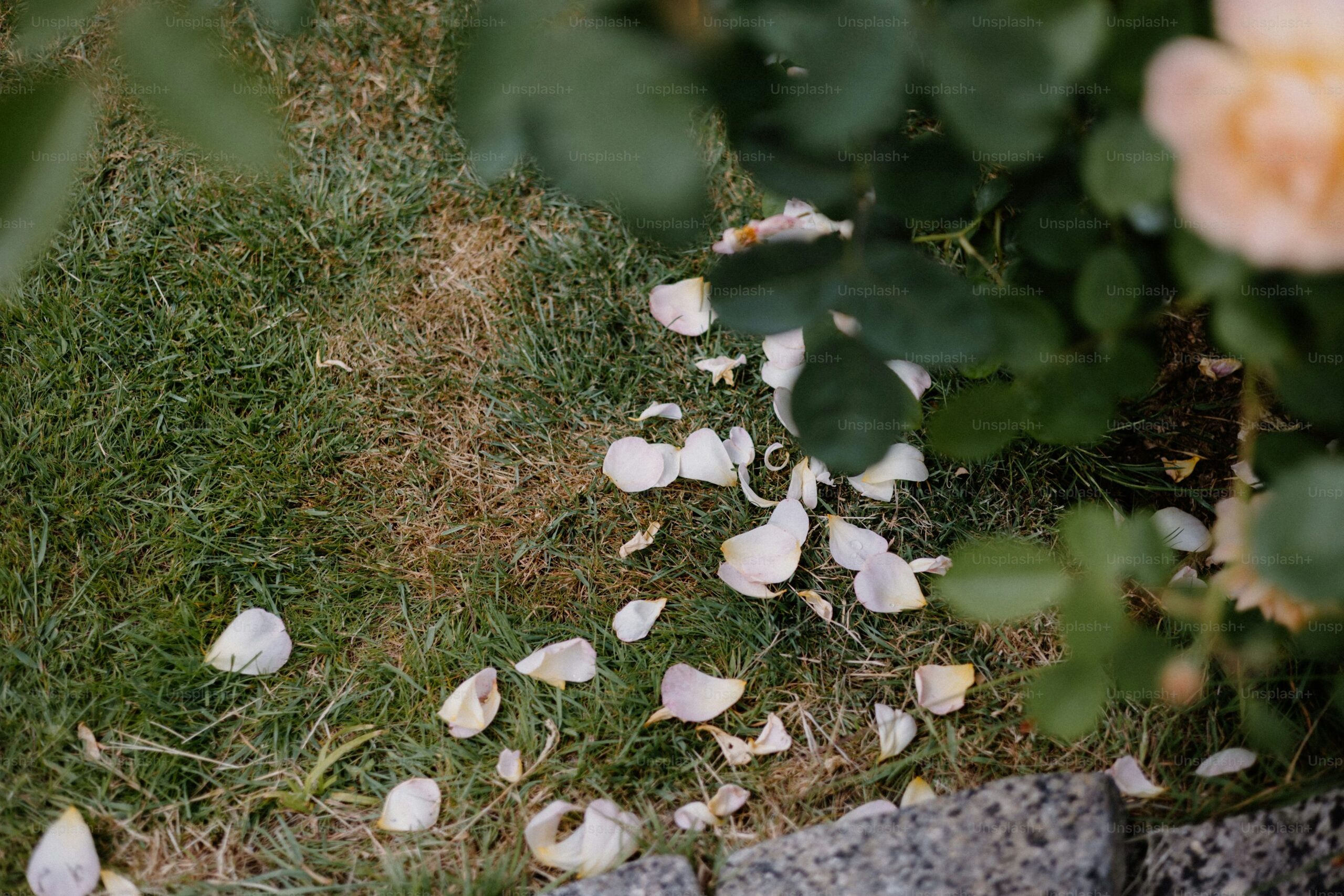 impatiens heat stress fallen petals