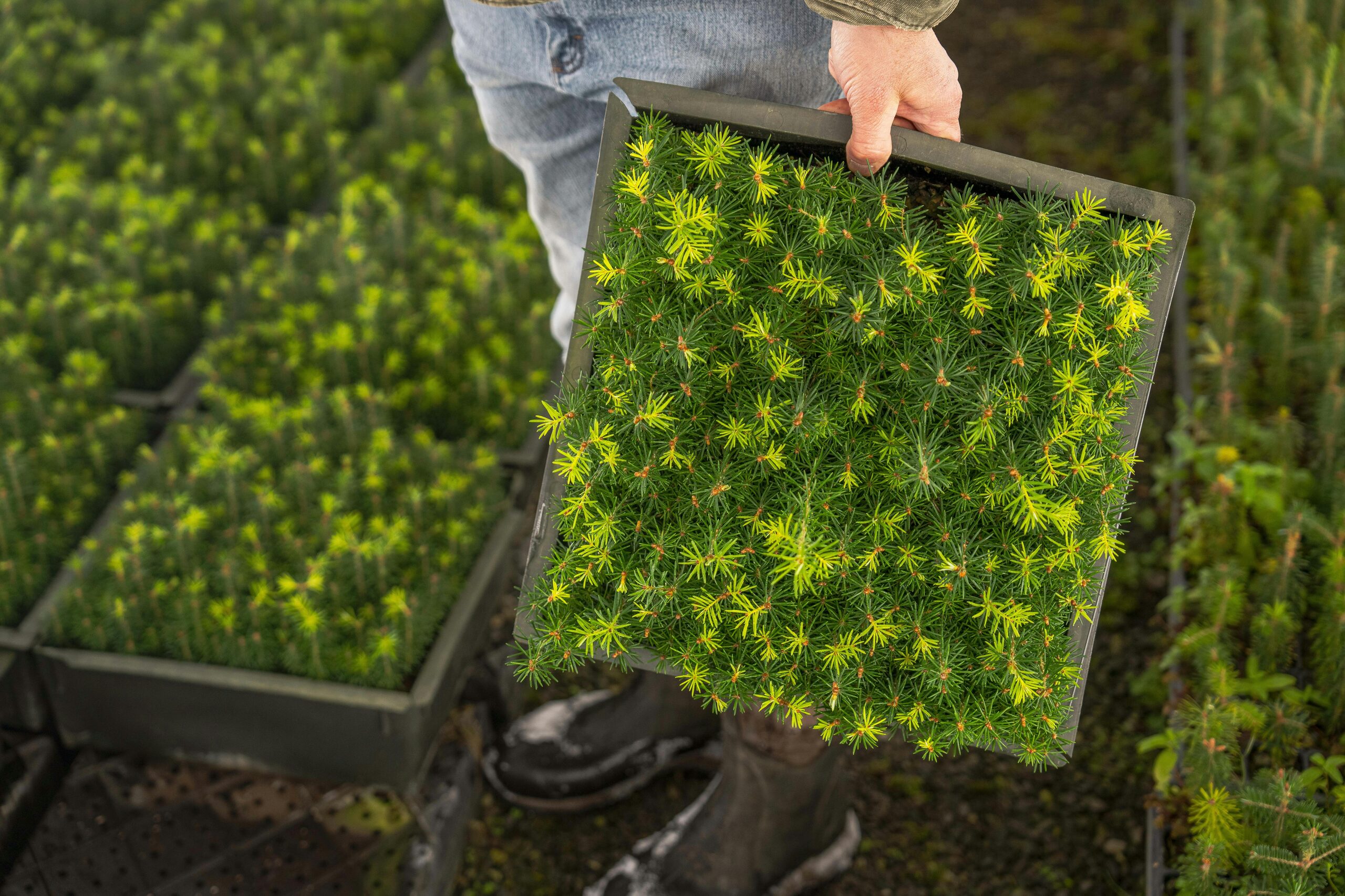impatiens seedlings nursery tray