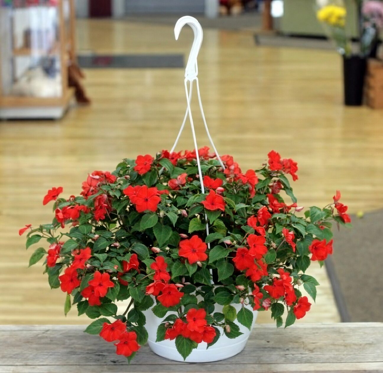impatiens ball-shaped hanging basket