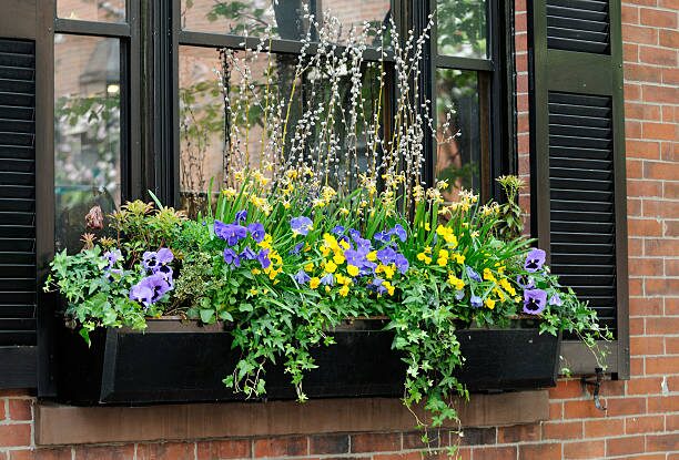 impatiens window box with lobelia