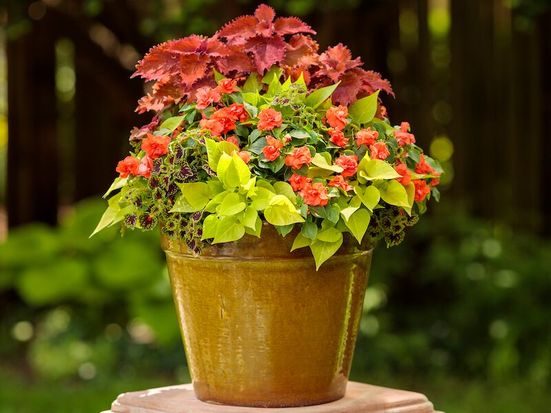 impatiens with coleus and begonia