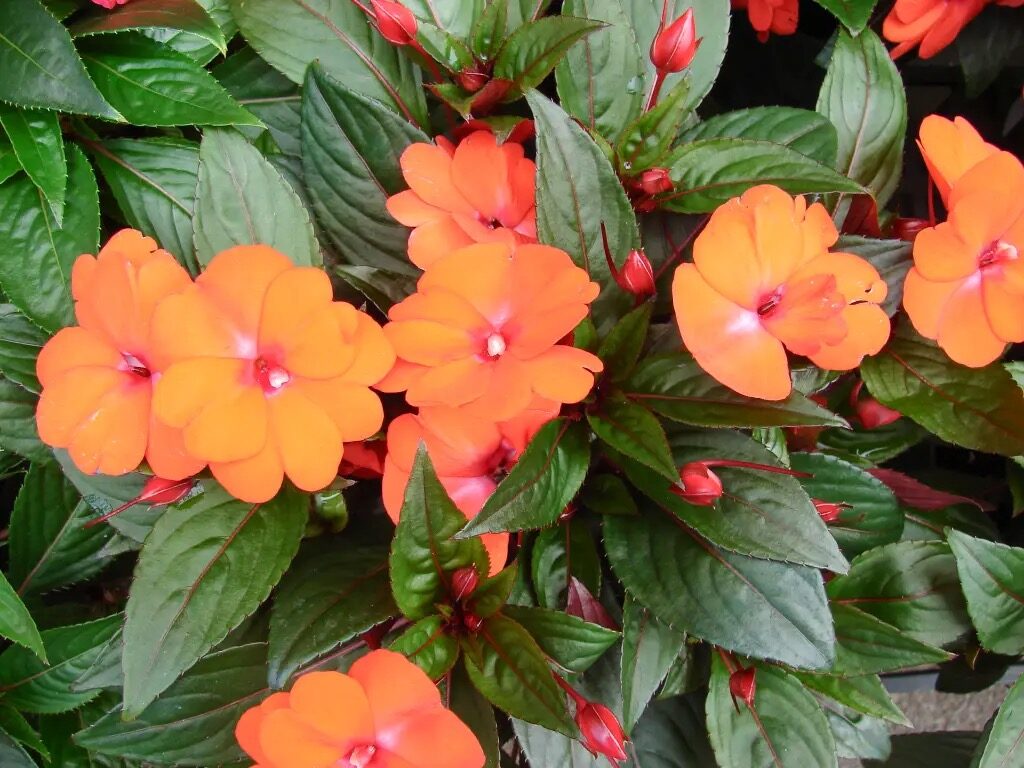 impatiens watering along pot edge