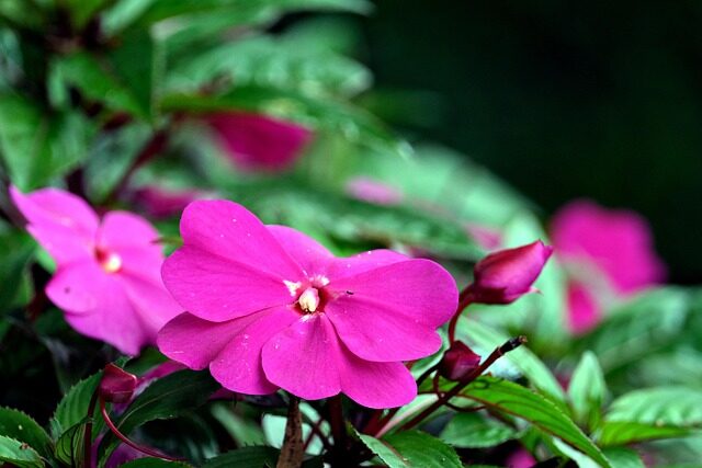 播种8周开花、扦插30天满盆：非洲凤仙繁殖速成班