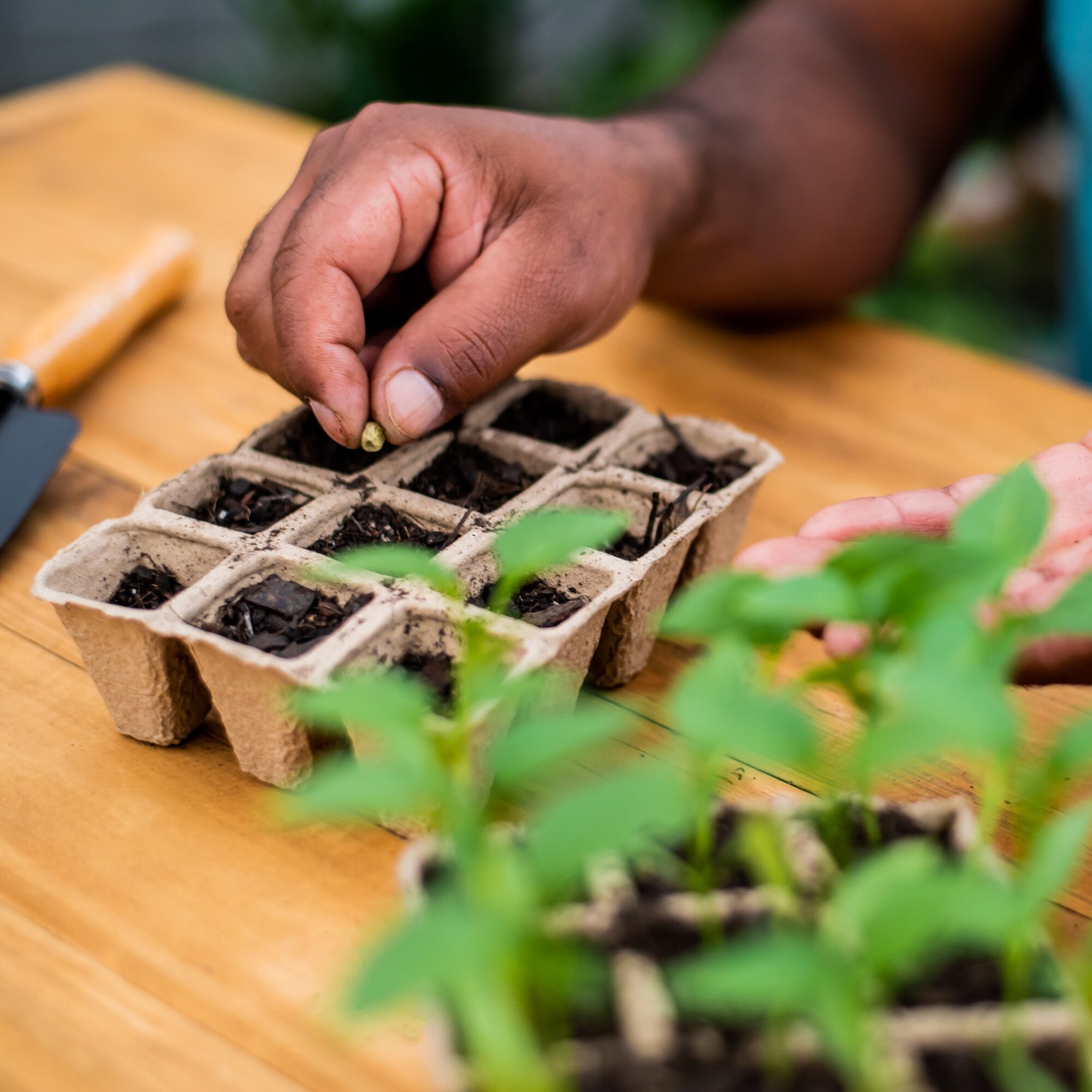 african impatiens shallow sowing tray